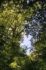 Branches et feuilles