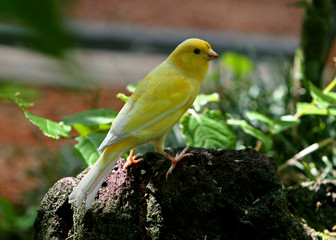 YELLOW BIRD