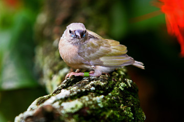 SMALL FINCH