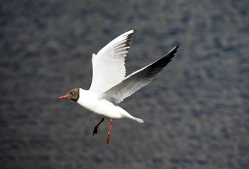 The seagull in flight