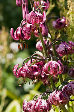 Lis Martagon - Jardin Alpin Du Lautaret