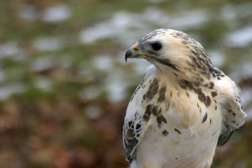 Mäusebussard