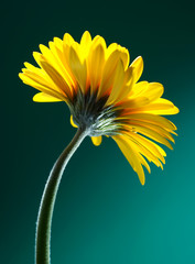Yellow gerber flower on green background - 4954125