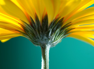 Yellow gerber flower on green background - 4954139