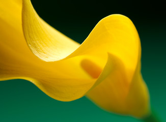 Detail of yellow lilly - obrazy, fototapety, plakaty