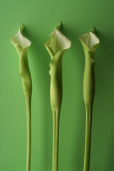    Three green lillies on green canvas  