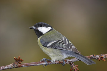 Beautiful tit on branch