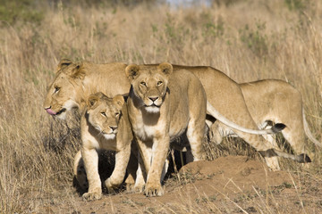 Fototapeta na wymiar Pride of lions