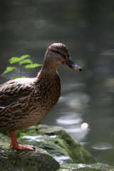 Stockente