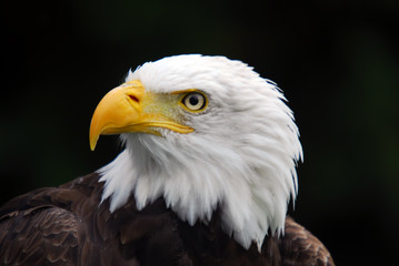 Obraz premium American Bald Eagle (Haliaeetus leucocephalus)