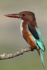 White breasted Kingfisher (Halcyon smyrnensis).