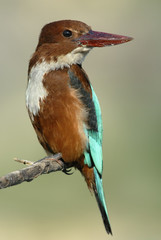 White breasted Kingfisher (Halcyon smyrnensis).