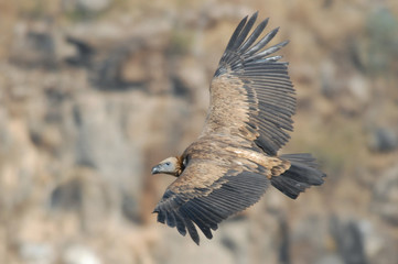 Griffon Vulture (Gyps fulvus). 