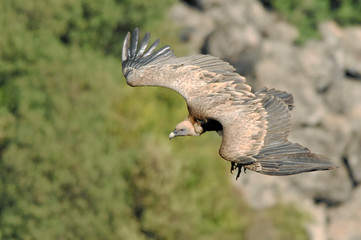 Griffon Vulture (Gyps fulvus). 