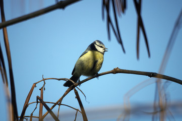 Blaumeise im Winter