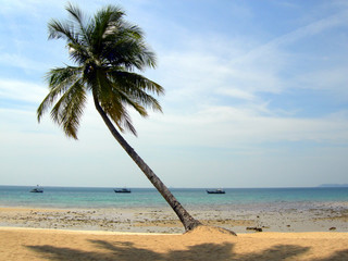 Fototapeta na wymiar palmier ivre