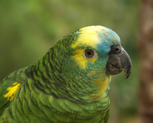 Fototapeta premium Parrot