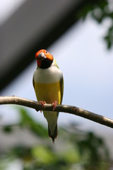 BIRD ON A BRANCH