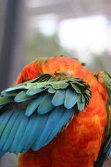 Obraz premium PARROTGROOMING FEATHERS