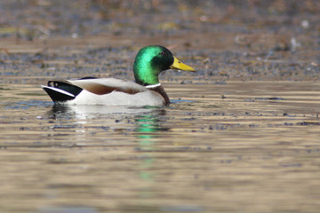 Resting Mallard