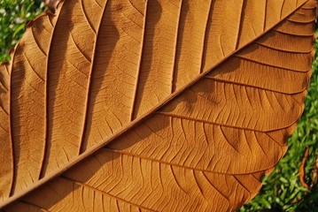 big and dried tree leaf in the parks