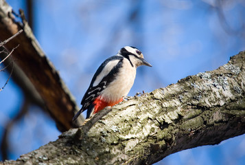 Fototapeta premium big motley woodpecker