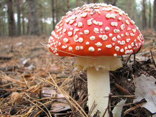 Fly agaric