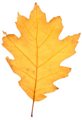 dry oak leaf