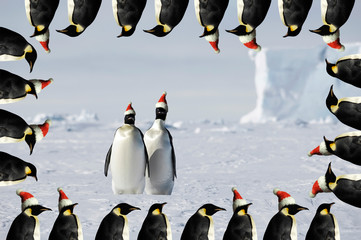 Penguin couple xmas card