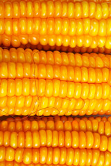 A macro of yellow fresh sweet corn background