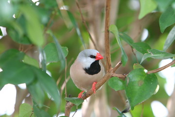 FINCH