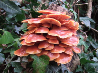 orange fungus © cusrach