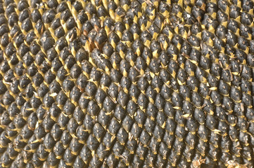 graines de tournesol