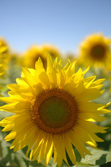 Fototapeta premium tournesol
