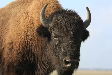 Zelfklevend Fotobehang Close-up buffalo © joyt