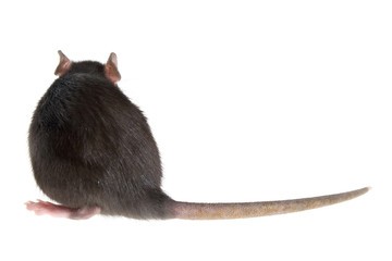 rat's back