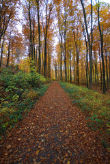 Feuilles et chemin