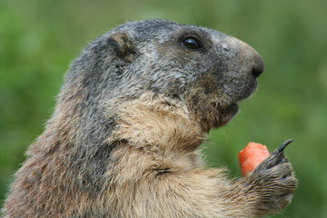 Déjeuner de Marmotte