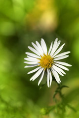 Fototapeta premium White Flower