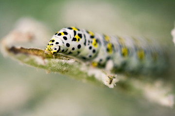 chenille ver a soie nature écologie gros plan vert jaune macro