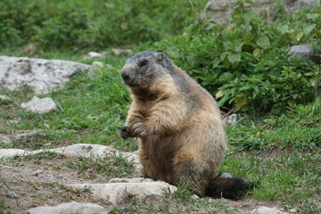 Naklejka premium marmotte