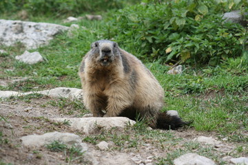 marmotte