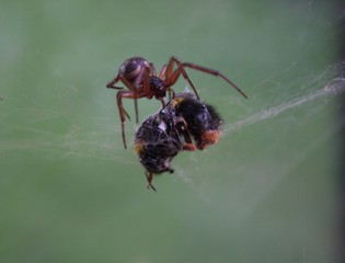 Spider web