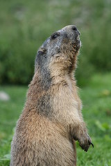 marmotte