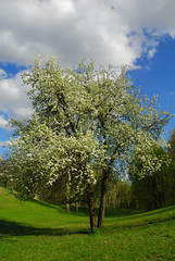 Fototapeta na wymiar flowered tree