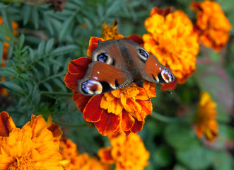 butterfly on marigolds