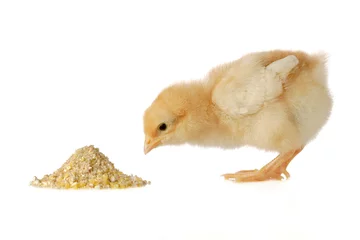 Printed kitchen splashbacks Chicken Baby chicken having a meal