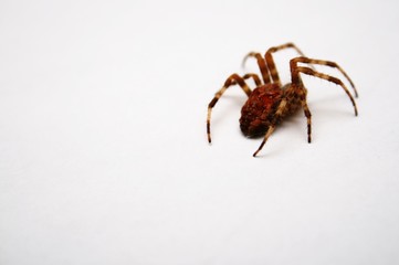 perdue araignee