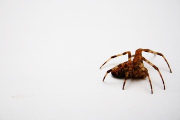 elle guette l araignee