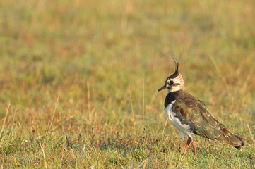 Vanneau huppé - Vanellus vanellus - Northern Lapwing